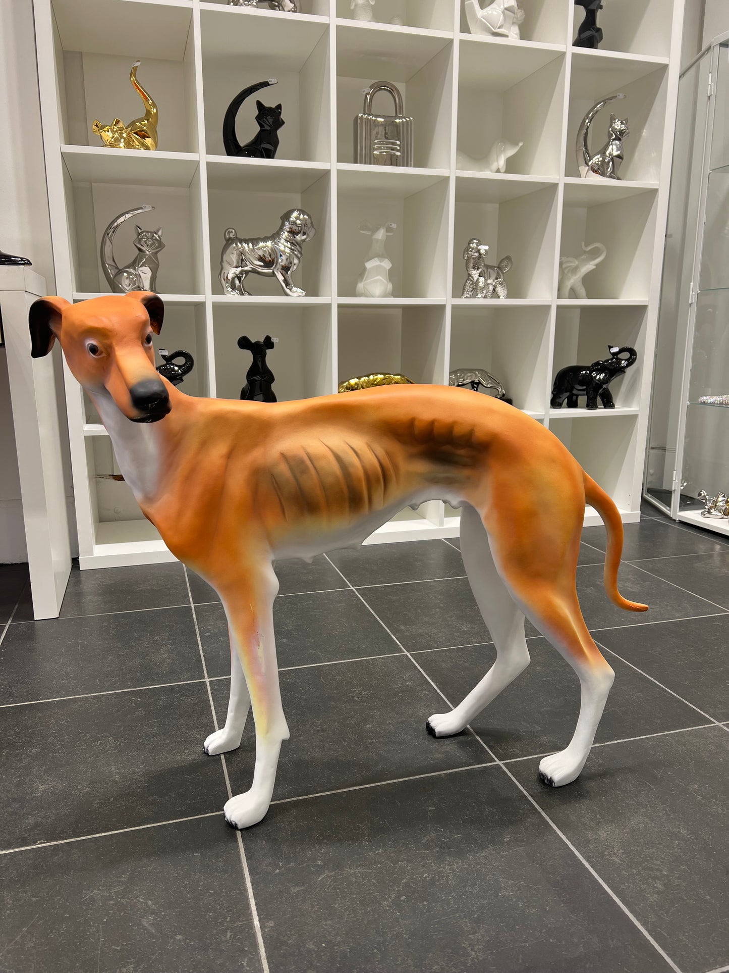 Windhond voor buiten of binnen